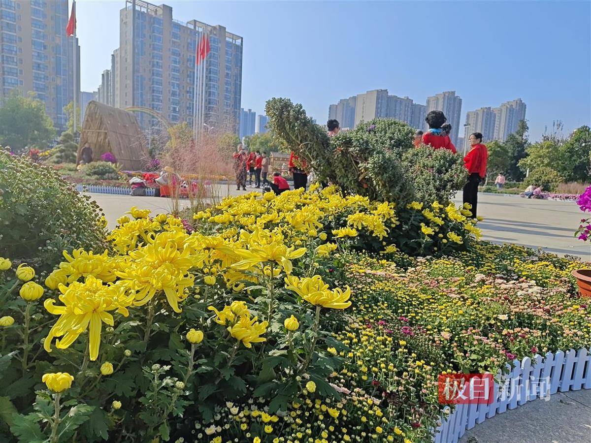 菊花铺苹果版下载菊花价格多少钱一束-第2张图片-太平洋在线下载