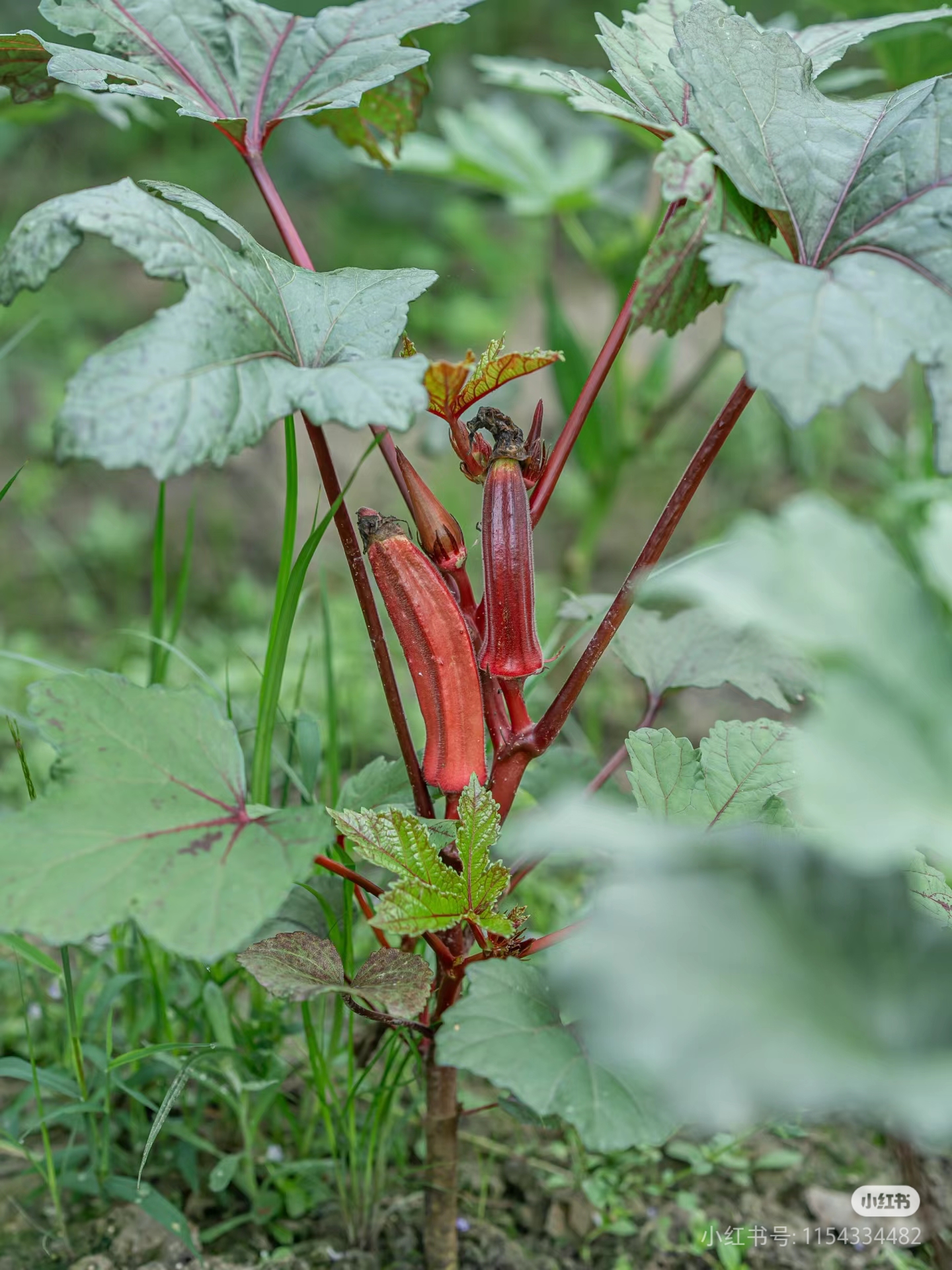 苹果版秋葵APP苹果手机秋葵app-第2张图片-太平洋在线下载